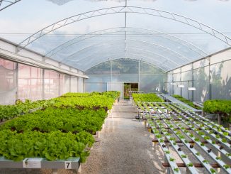 Estufa localizada no laboratório de hidroponia do Centro de Ciências Agrárias (CCA) da UFSC