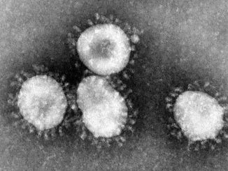 coronavírus wikicommons